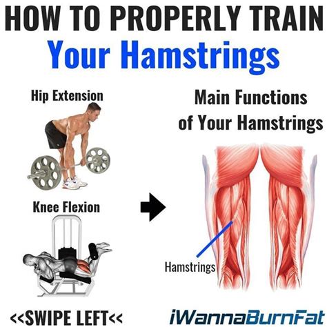 Hamstrings Workout Improve Hamstring Strength And Definition Gymguider Com Hamstring