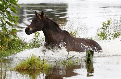 Sonography degrees near me provides a comprehensive and comprehensive pathway for students to see progress after the end of each module. This Man Used A Surfboard To Rescue Horses From A Flood