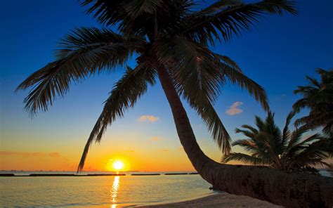 Hintergrundbilder 2560x1600 Px Strände Palme Meer Sonnenuntergang