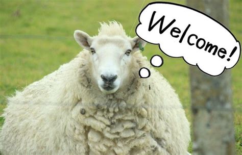 オンラインショップ、 amazon、tsutaya records（※一部店舗除く）/tsutaya オンライン ※上限数に達し次第、販売終了となります。 羊だけじゃなかった。ニュージーランドで出会った7種類の動物 ...