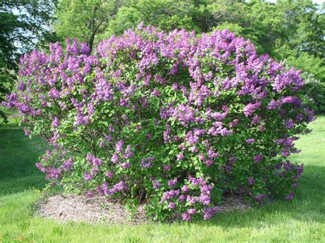 Lilac Bush Fuerst Beulow Plants Syringa Vulgaris Healthy Plants