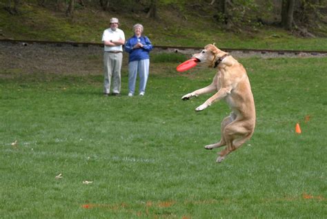 Dog Catching A Frisbee