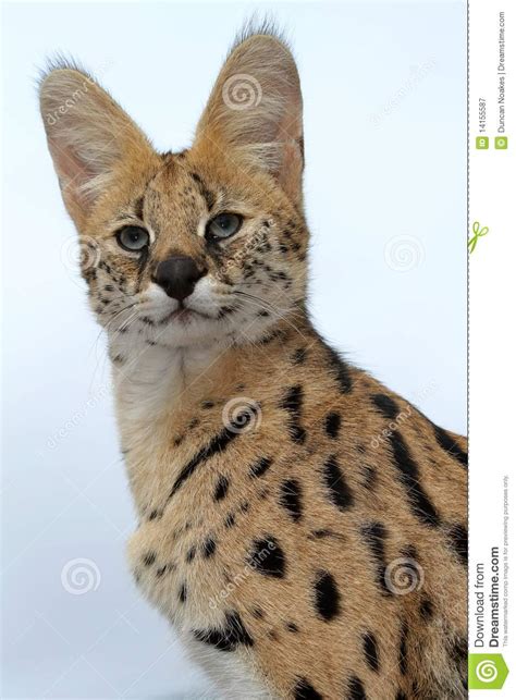 Serval Wild Cat Stock Image Image Of Ears Whiskers 14155587