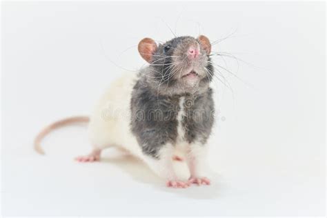 Portrait Of A Cute Gray Decorative Rats On A White Background Stock