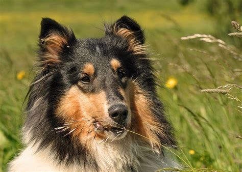 Are Smooth And Rough Coated Collies Bred Differently
