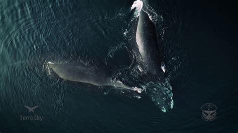 Baleines Franches Baleines Noires De L Atlantique Nord Un Moment