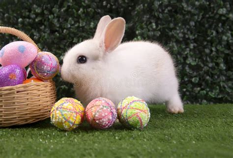 Happy Easter Eggs Collection Cute White Rabbit Bunny With Basket Eggs