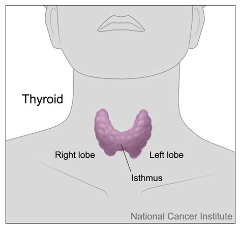 95 Thyroid Gland Human Biology