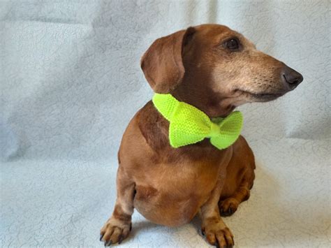 Bow Collar For Dachshund Or Small Dog Dachshundknit Bow Tie Collar