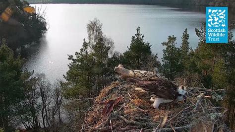 Nc0 With Her Third Egg Of The Season Loch Of The Lowes Osprey Webcam 2021 Youtube