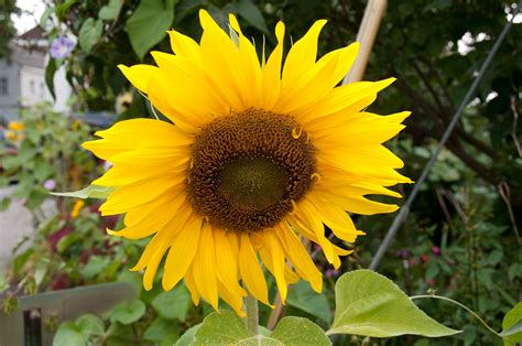 Helianthus Annuus Sunflower