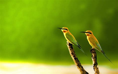 Beautiful Birds Images Hd Wallpaper Download ~ Beautiful Birds