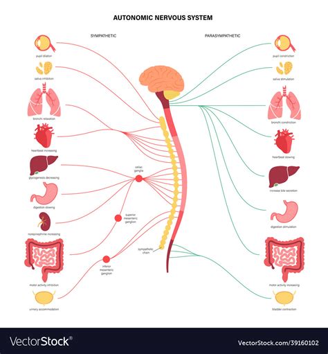 Simple Autonomic Nervous System Diagram
