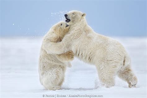 Alaskaphotographics Polar Bears Play Fighting