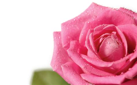 วอลเปเปอร์ กลีบดอก ดอกกุหลาบ สีชมพู สีม่วงแดง ดอกไม้ ปลูก หยด