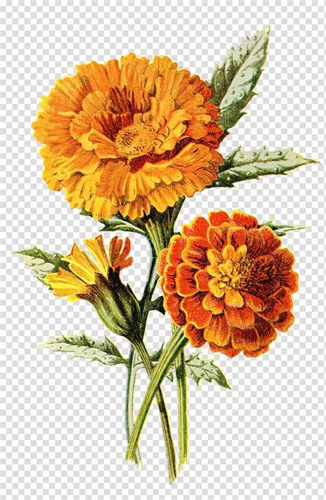 Orange Flowers Illustration Mexican Marigold Flower Calendula