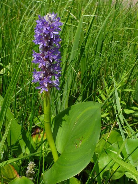 Percent of freshwater on earth. Pin on herbs and wildflowers