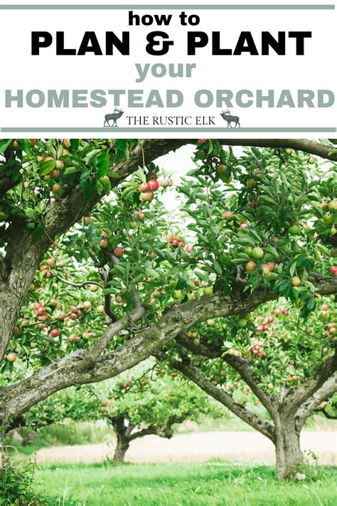 How To Plan And Plant A Fruit Orchard In Your Yard Decoomo