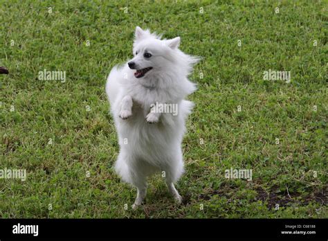 Miniature American Eskimo Dog At 16 Months Stock Photo Alamy
