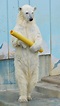 日本北極熊「站起來」 走路超像人類吸睛 - 蒐奇 - 自由時報電子報