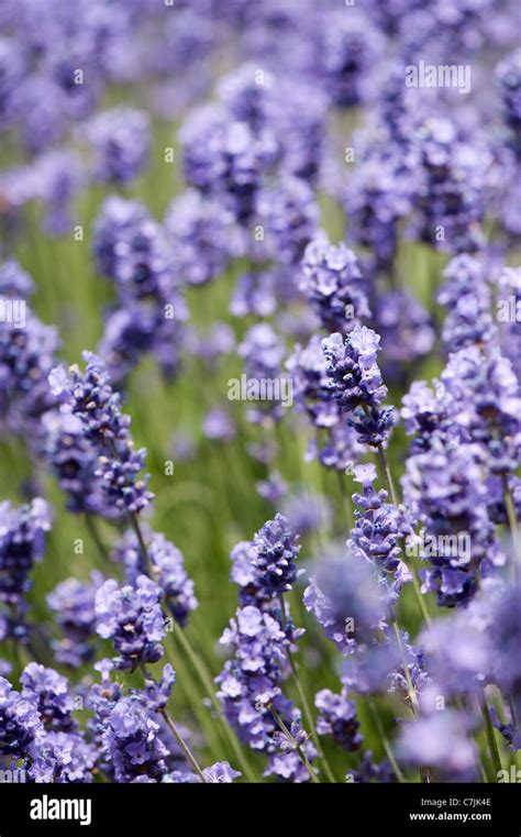 English Lavender Lavandula Angustifolia Melissa Lilac Stock Photo