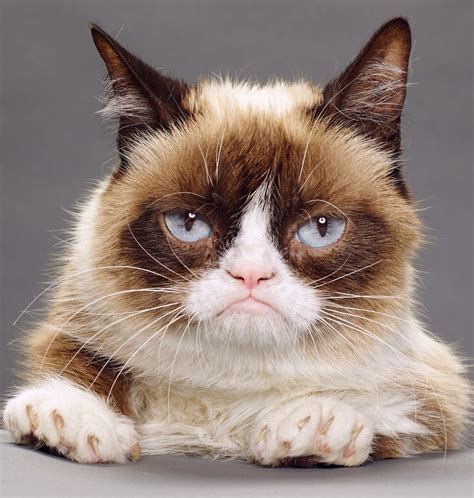 Pin By Ruby Richards Mcfarland On Grumpy Cat Love Grumpy Cat Humor