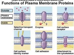 Maintenance of cell membrane integrity. Transports across cell membrane flashcards | Quizlet