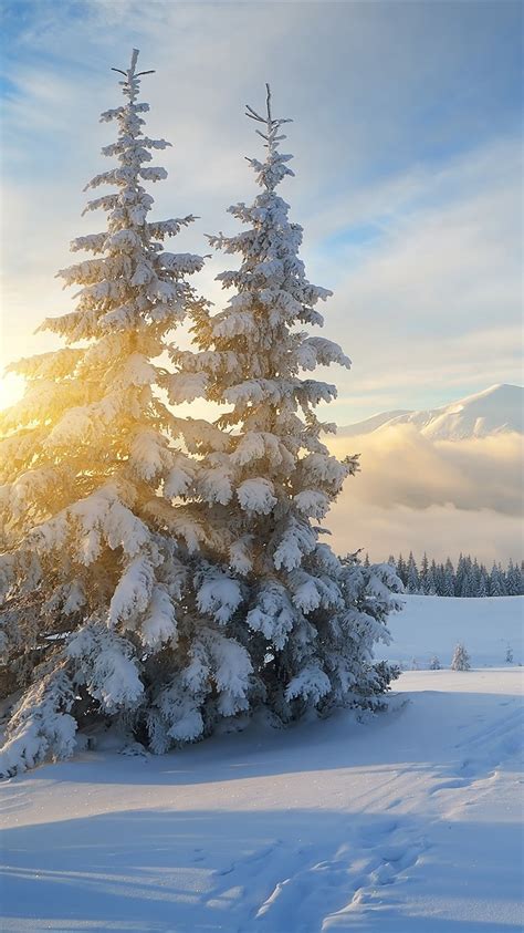 Snow Trees Sunrise Fog Mountains Winter 750x1334 Iphone 8766s