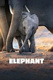 Watch Elephant (2020) Full Movie For Free | [AZMovies]