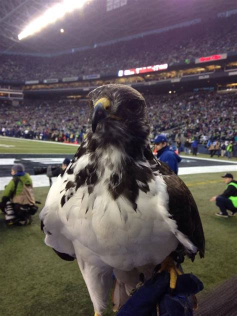Seahawks Mascot Taima Since 2007 Taima Has Been The First One Out Of