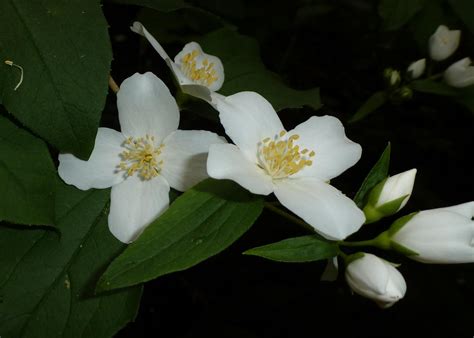 Identification Whats This Treeshrub With White 4 Petal Flowers