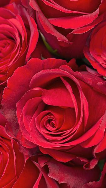 Samsung Galaxy S7 Red Roses Wallpaper Gallery