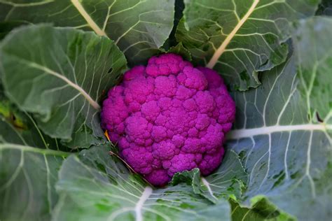 How To Grow And Care For Cauliflower