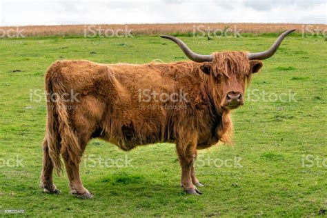 Furry Highland Cow In Isle Of Skye Scotland Stock Photo Download