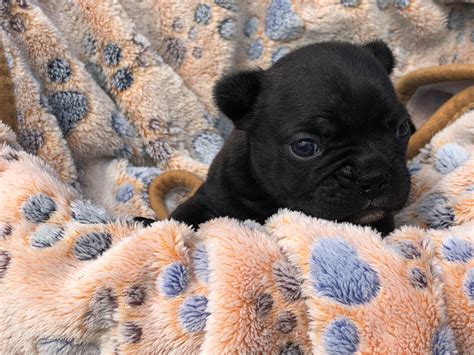 If you are looking to adopt or buy a frenchy take a look here! TUF BULLDOGS - French Bulldog Puppies For Sale - Born on ...