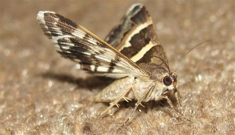 facts about clothes moths asap pest control