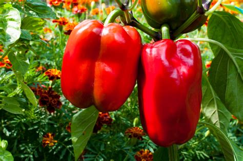 The Ultimate Guide To Planting Peppers Near Tomatoes Dear Danica Luv