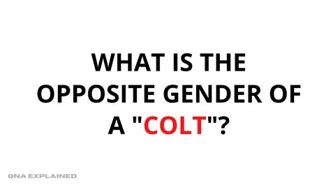 What Is The Opposite Gender Of A Colt Qna Explained Youtube