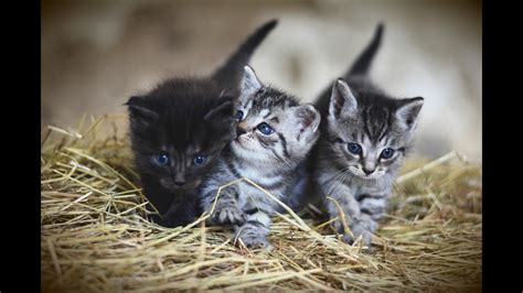 Cute Kitten Cute Kitten Videos Compilation I Cute Cat I 😺 ️cats