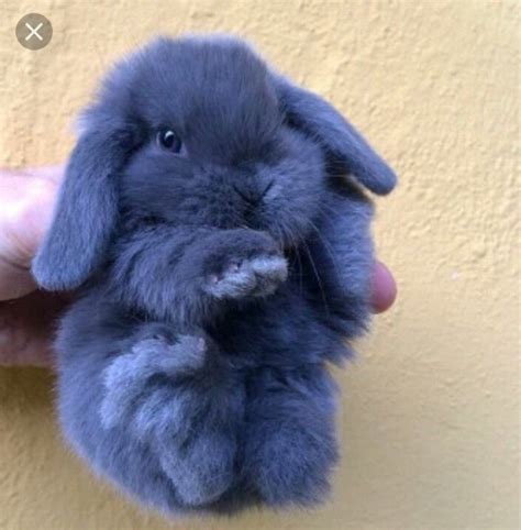 The 25 Best Blue Bunny Ideas On Pinterest Bunny Netherland Dwarf