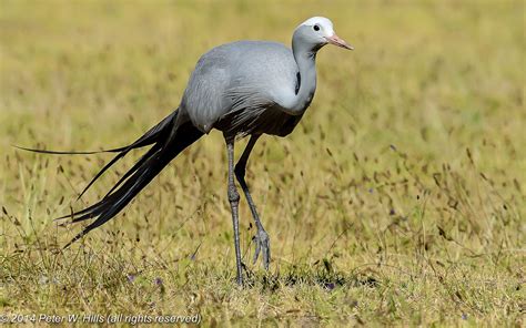 Crane Blue Grus Paradisea Cape West South Africa World Bird Photos