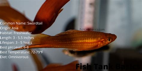 A Complete Swordtail Fish Care Guide