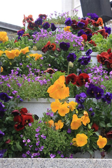 cascading pansies | Creative commons images, Flowers, Pansies
