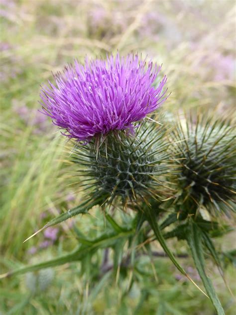 Hd Wallpaper Scottish Thistle Flower Flower Of Scotland Green