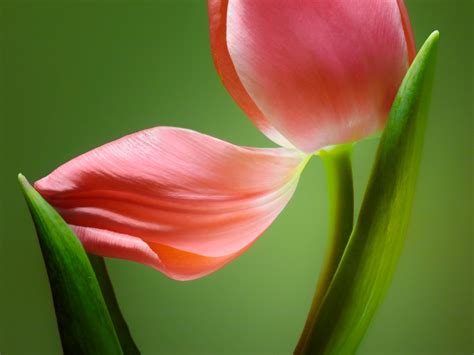 2023 Flower Photography Conference - Mike Moats - Award Winning Macro