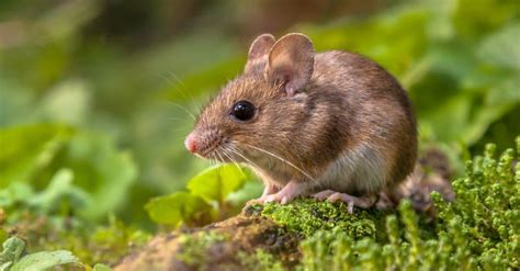 Mouse Animal Images