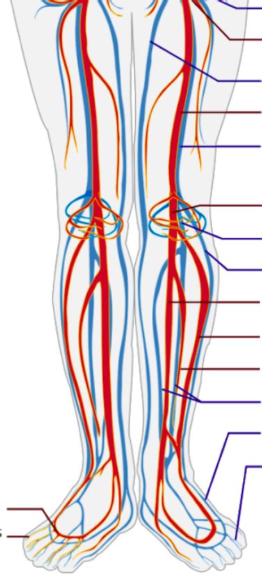 Arteries And Veins 33 Diagram Quizlet