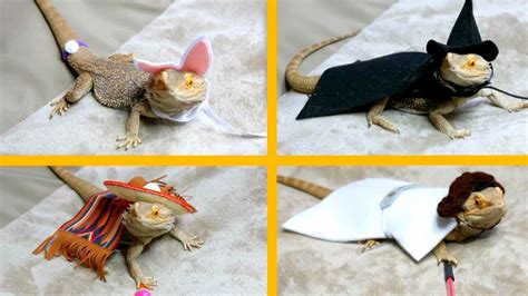 Wizard Lizard Bearded Dragon Costume Ubicaciondepersonascdmxgobmx