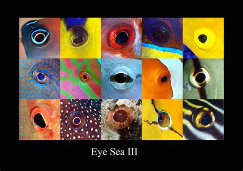 Eye Sea Iii Digital Art By Dray Van Beeck Fine Art America