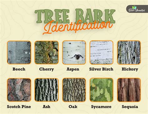 Wood Identification Chart